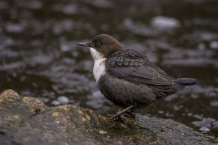 Zwartbuikwaterspreeuw
