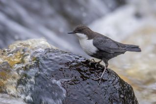 Zwartbuikwaterspreeuw