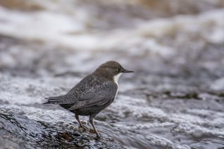Zwartbuikwaterspreeuw