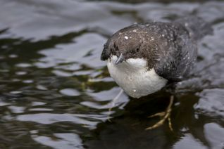 Zwartbuikwaterspreeuw