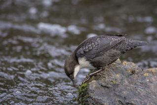 Zwartbuikwaterspreeuw