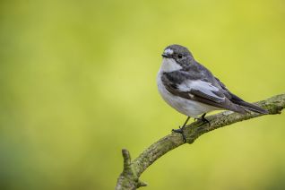 Bonte Vliegenvanger (m)