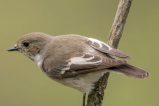 Bonte Vliegenvanger (v)