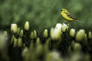 Engelse Gele Kwikstaart