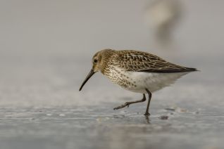 Bonte strandloper (winterkleed)