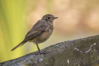 Gekraagde Roodstaart (juveniel)