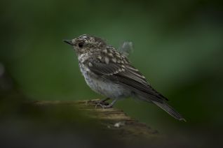 Grauwe Vliegenvanger (juveniel)