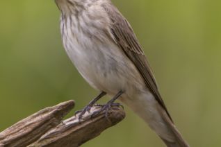 Grauwe Vliegenvanger (v)