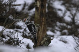 Middelste Bonte Specht
