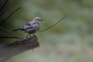 Leucistische Merel