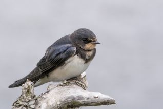 Boerenzwaluw (juveniel)