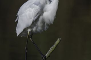Zilverreiger