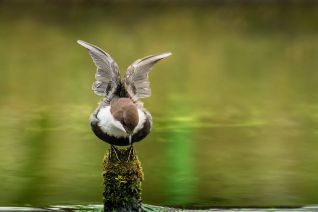 Zwartbuikwaterspreeuw