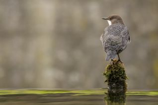 Zwartbuikwaterspreeuw