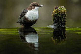 Zwartbuikwaterspreeuw