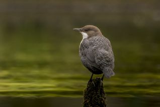 Zwartbuikwaterspreeuw