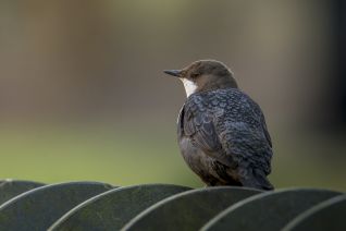 Zwartbuikwaterspreeuw