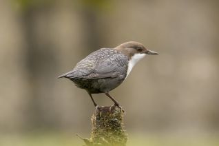 Zwartbuikwaterspreeuw