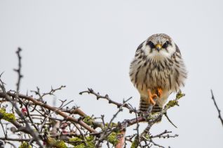 Roodpootvalk ( juveniel v )