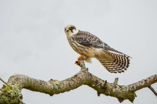 Roodpootvalk ( juveniel v )