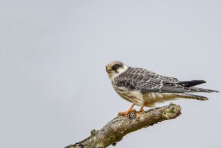 Roodpootvalk ( juveniel v )