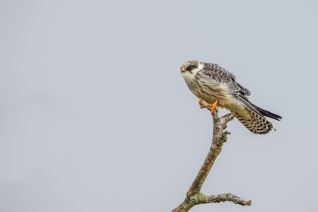 Roodpootvalk ( juveniel v )