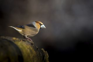 Appelvink (m)