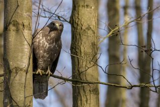 Buizerd