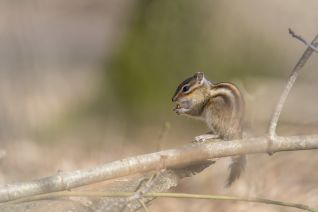 Siberische Grondeekhoorn