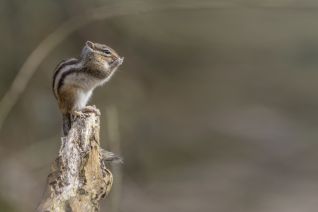 Siberische Grondeekhoorn