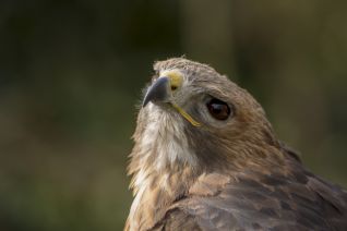 Roodstaart Buizerd