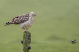 Buizerd