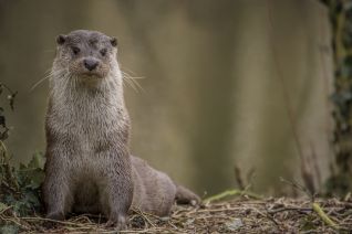 Otter