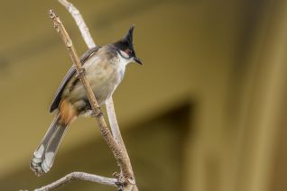 De Roodoorbuulbuul (Pycnonotus jocosus)