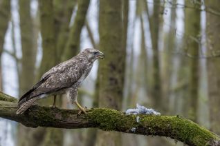 Buizerd
