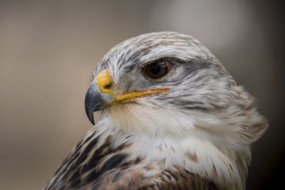 Koningsbuizerd