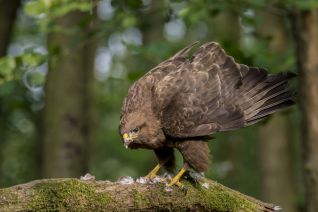 Buizerd