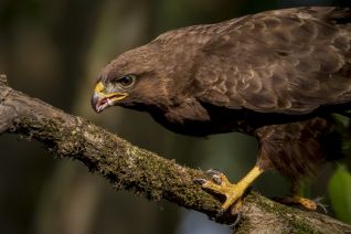 Buizerd