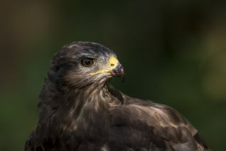 Buizerd