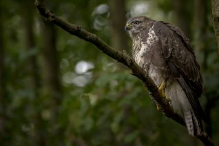Buizerd