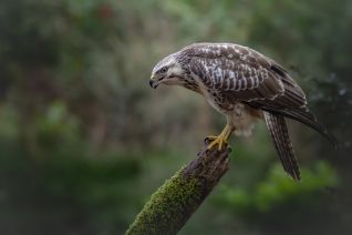 Buizerd