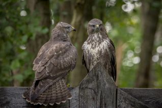 Buizerd