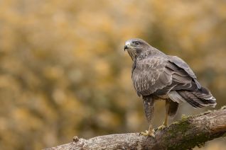 Buizerd