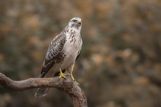 Buizerd