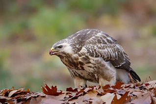 Buizerd
