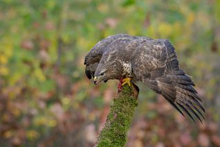 Buizerd