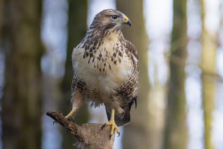Buizerd