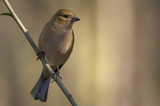 Vink (v)