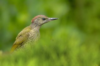 Groene Specht