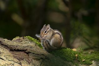 Siberische Grondeekhoorn